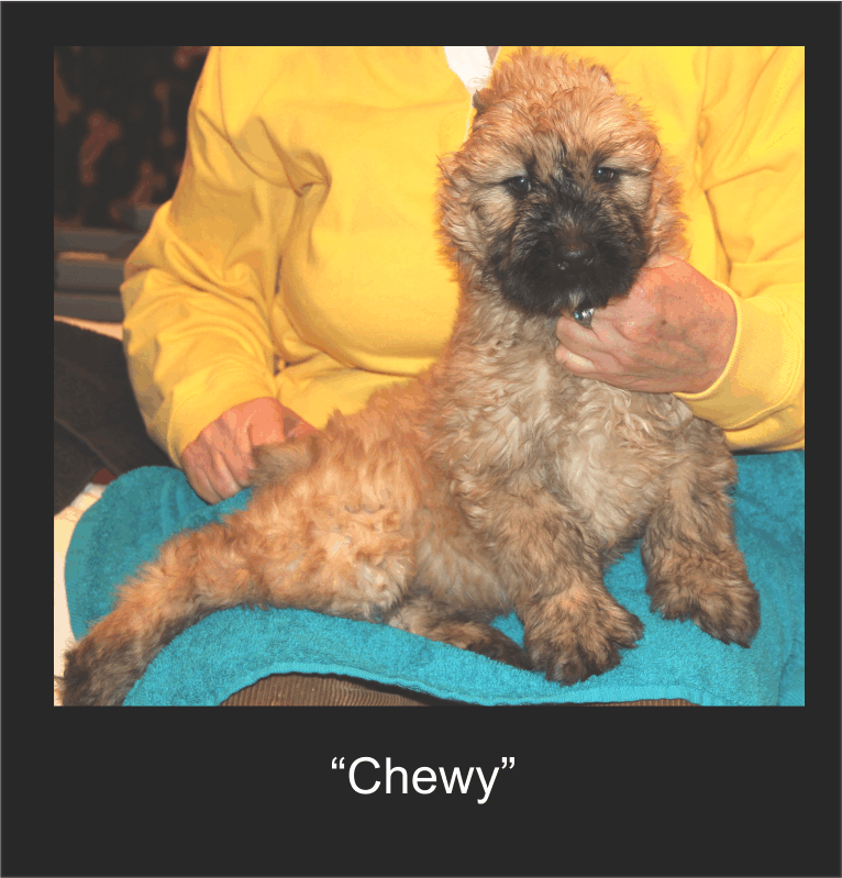 CHEWY